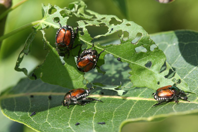 Control Japanese Beetles With a Non-Toxic Natural Spray Image